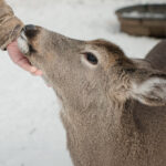 Deer Could Be a Reservoir of Old Coronavirus Variants, Study Suggests