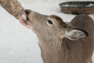 Deer Could Be a Reservoir of Old Coronavirus Variants, Study Suggests