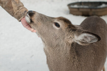 Deer Could Be a Reservoir of Old Coronavirus Variants, Study Suggests