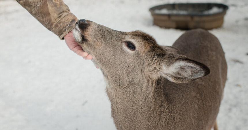 Deer Could Be a Reservoir of Old Coronavirus Variants, Study Suggests