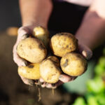 close up of hands holding potatoes which have been just dug out from the ground