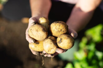 close up of hands holding potatoes which have been just dug out from the ground