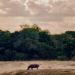 On Safari, On Foot - The New York Times