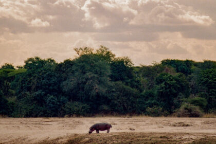 On Safari, On Foot - The New York Times