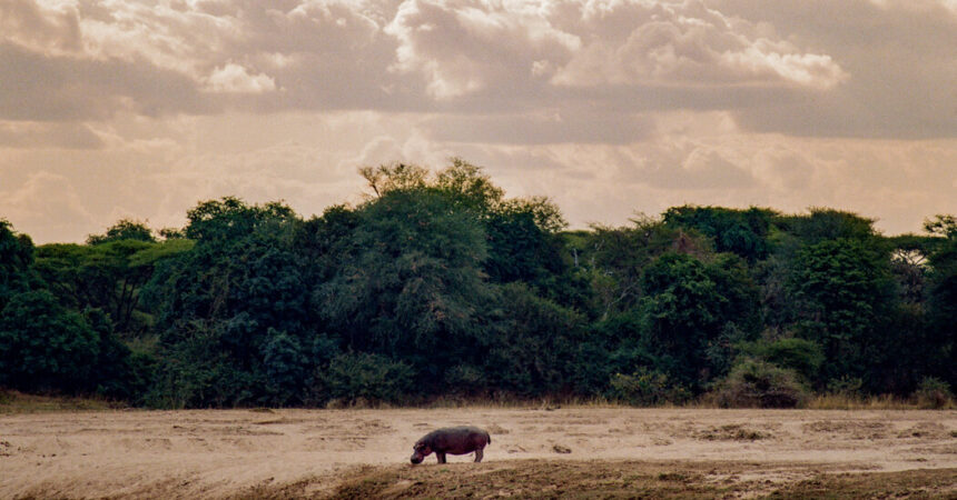 On Safari, On Foot - The New York Times