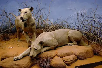 Tsavo's Massive Male Lions