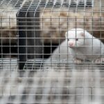 Bird Flu Outbreak Puts Mink Farms Back in the Spotlight