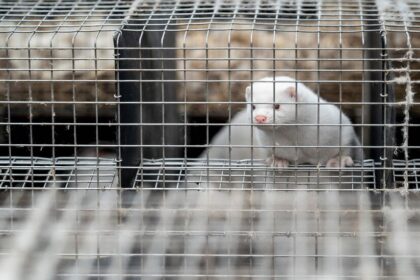 Bird Flu Outbreak Puts Mink Farms Back in the Spotlight