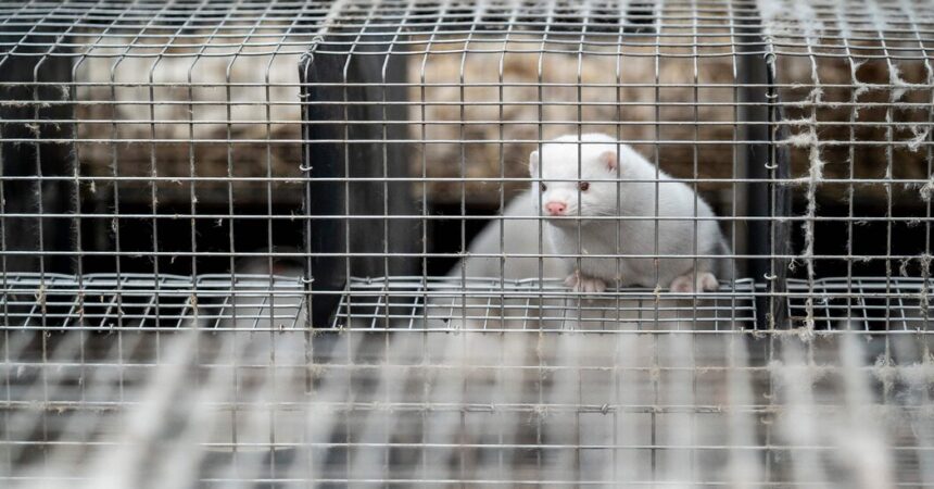 Bird Flu Outbreak Puts Mink Farms Back in the Spotlight