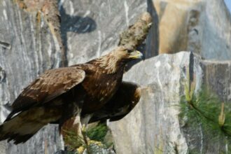 Google Street View images: Koreas' DMZ has become a wildlife haven