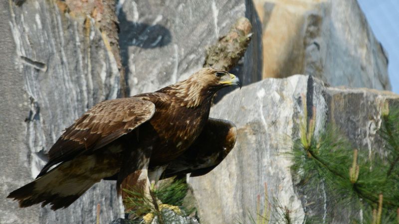 Google Street View images: Koreas' DMZ has become a wildlife haven