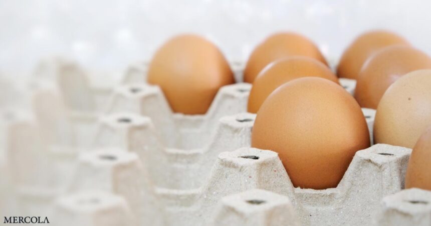 Is the Egg Shortage Another Conspiracy?