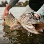 PFAS Are in Every Bite of Freshwater-Caught Fish