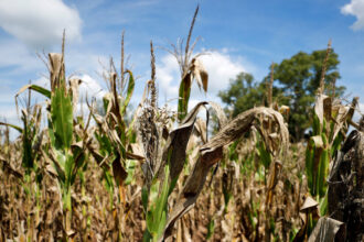 Scientists Wondered if Warming Caused Argentina’s Drought. The Answer: No.