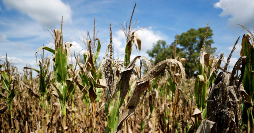 Scientists Wondered if Warming Caused Argentina’s Drought. The Answer: No.