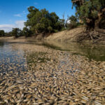 An Australian River Choking on Fish Corpses, and a Community Full of Anger