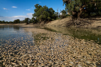 An Australian River Choking on Fish Corpses, and a Community Full of Anger