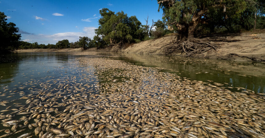 An Australian River Choking on Fish Corpses, and a Community Full of Anger