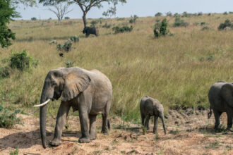 An Oil Rush Threatens Natural Splendors Across East Africa