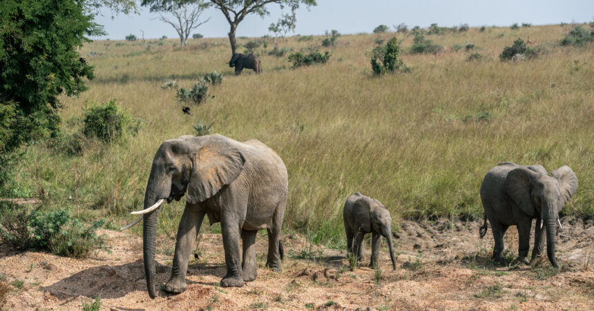 An Oil Rush Threatens Natural Splendors Across East Africa