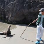 Bird flu: Thousands of sea lions killed by H5N1 in Peru