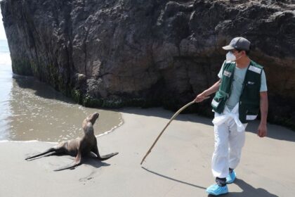 Bird flu: Thousands of sea lions killed by H5N1 in Peru