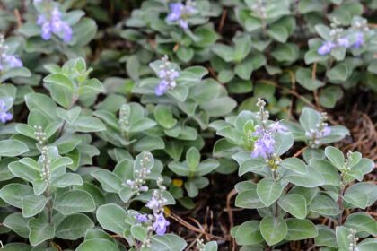 Chinese Medical Herb Fights Tumors