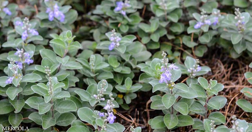 Chinese Medical Herb Fights Tumors