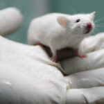 Could the Next Blockbuster Drug Be Lab-Rat Free?