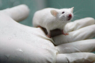 Could the Next Blockbuster Drug Be Lab-Rat Free?