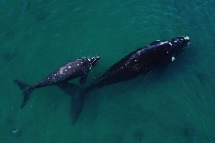 Countries agree on historic high seas treaty to protect international waters