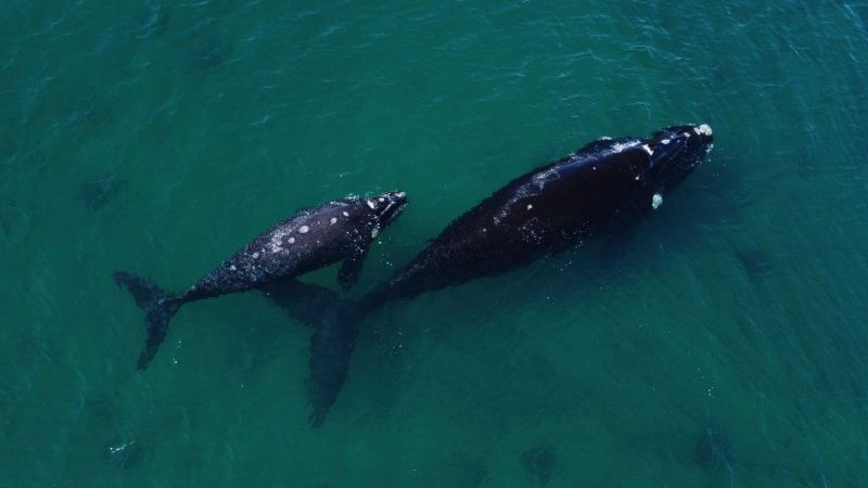 Countries agree on historic high seas treaty to protect international waters