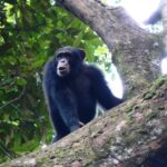 GUINEA : Leonardo DiCaprio's conservation charity assesses chimpanzee plight at Simandou