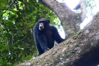 GUINEA : Leonardo DiCaprio's conservation charity assesses chimpanzee plight at Simandou