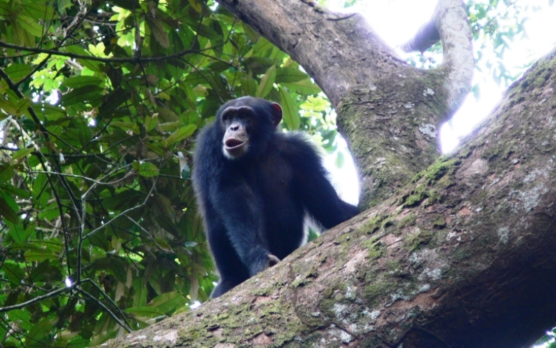 GUINEA : Leonardo DiCaprio's conservation charity assesses chimpanzee plight at Simandou