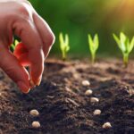 High Mowing Organic Seeds for a New Food System