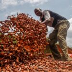 IVORY COAST : Cargill granted extra cocoa beans quota