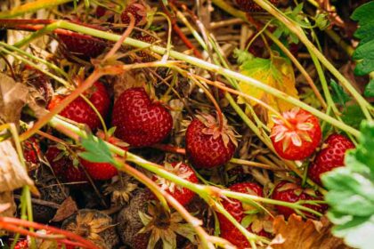 Is This Why Strawberries Don't Taste Good Anymore?