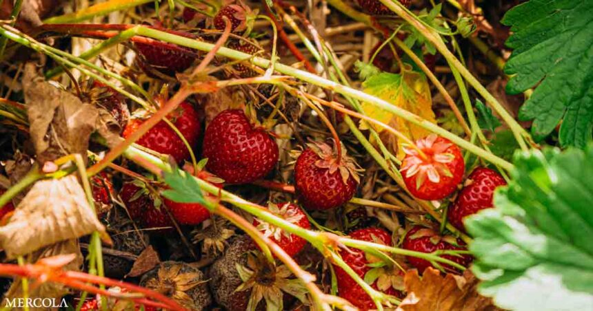 Is This Why Strawberries Don't Taste Good Anymore?