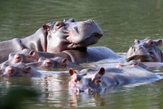 Pablo Escobar: Colombia to send 70 'cocaine hippos' to India and Mexico, governor says