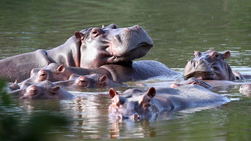 Pablo Escobar: Colombia to send 70 'cocaine hippos' to India and Mexico, governor says