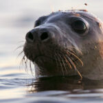 Scientists Investigate a Bird Flu Outbreak in Seals