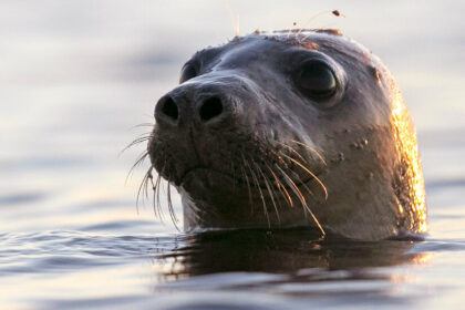 Scientists Investigate a Bird Flu Outbreak in Seals