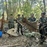 Thailand jails five poachers for killing tigers