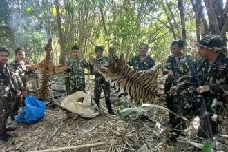 Thailand jails five poachers for killing tigers