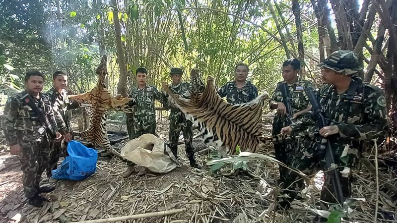 Thailand jails five poachers for killing tigers