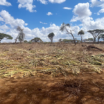 A plot of land that was in the process of being cleared for agriculture in Kenya. Photo by Amanda Clark