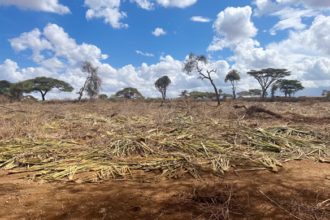 A plot of land that was in the process of being cleared for agriculture in Kenya. Photo by Amanda Clark