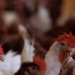 U.S. Considers Vaccinating Chickens Amid Bird Flu Outbreak