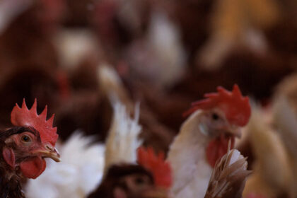 U.S. Considers Vaccinating Chickens Amid Bird Flu Outbreak